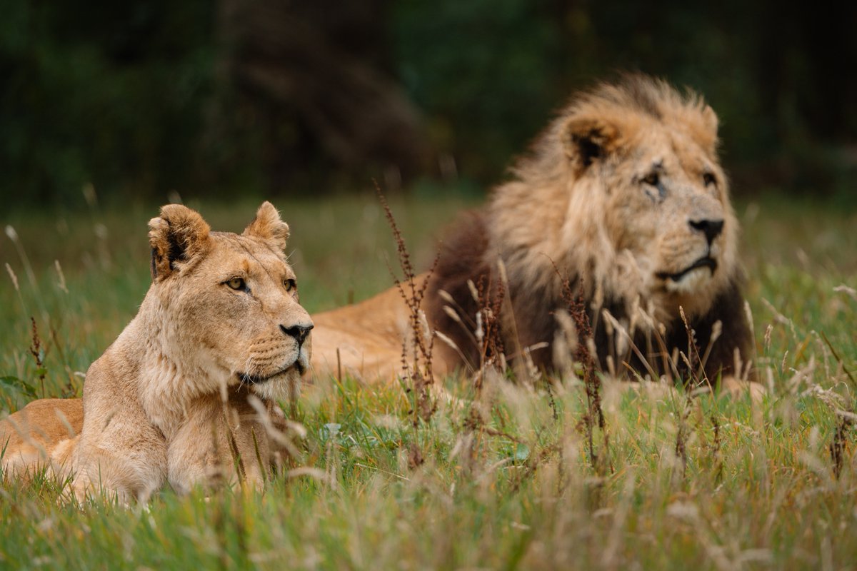 Longleat tweet media