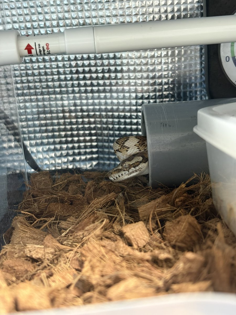 モロッコヨーグルト tweet media