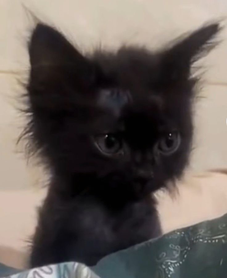 ポメ吉☘️健康で待つ (@pomekichi_wz) on Twitter photo 