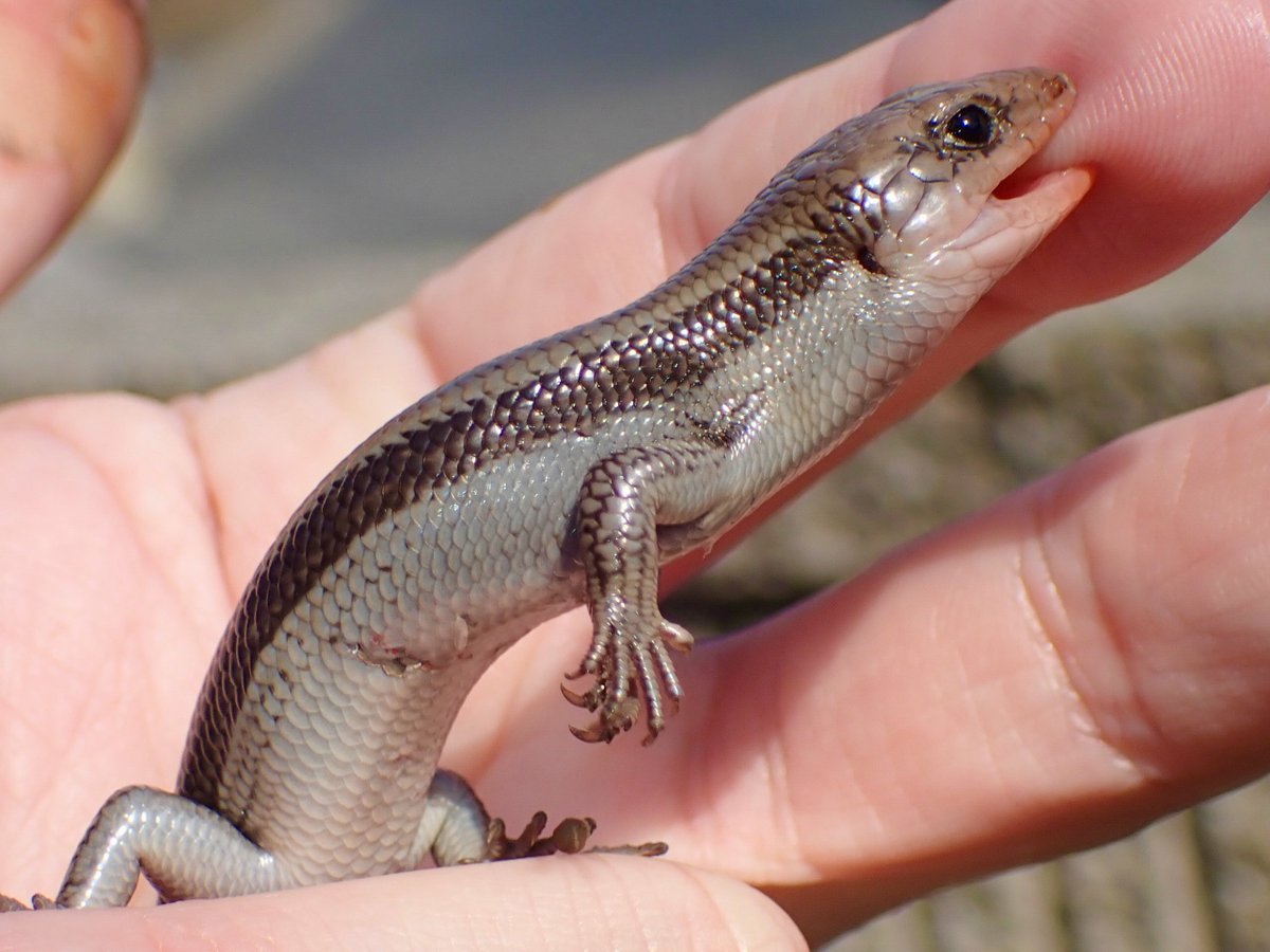 ガンマ tweet media