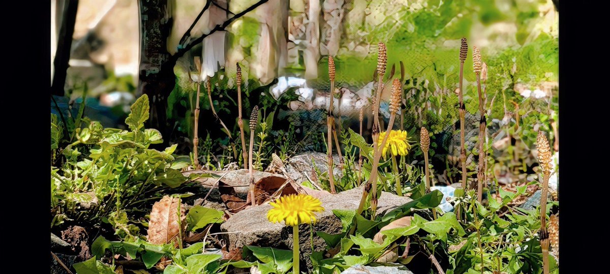 MITSUTOSHI tweet media