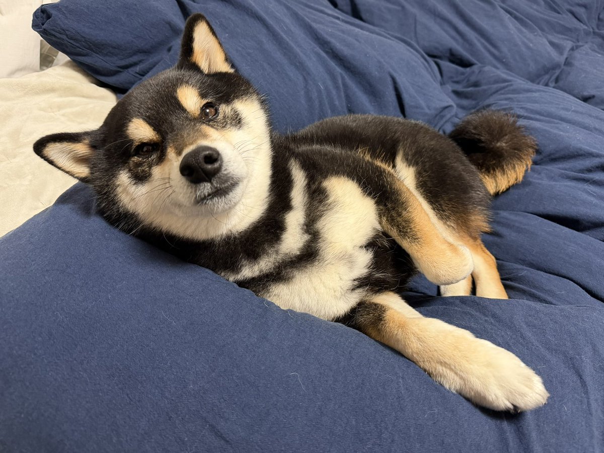 柴犬 大吉 tweet media