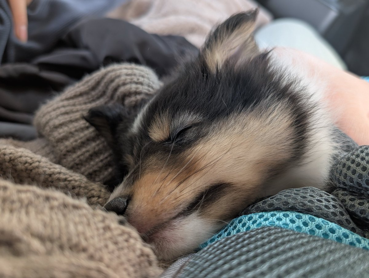 ロイに傅くキトリMETAL🤘🦊 tweet media