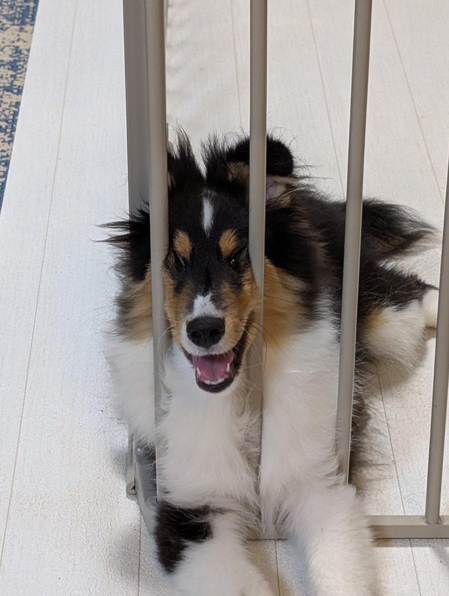 ロイに傅くキトリMETAL🤘🦊 tweet media