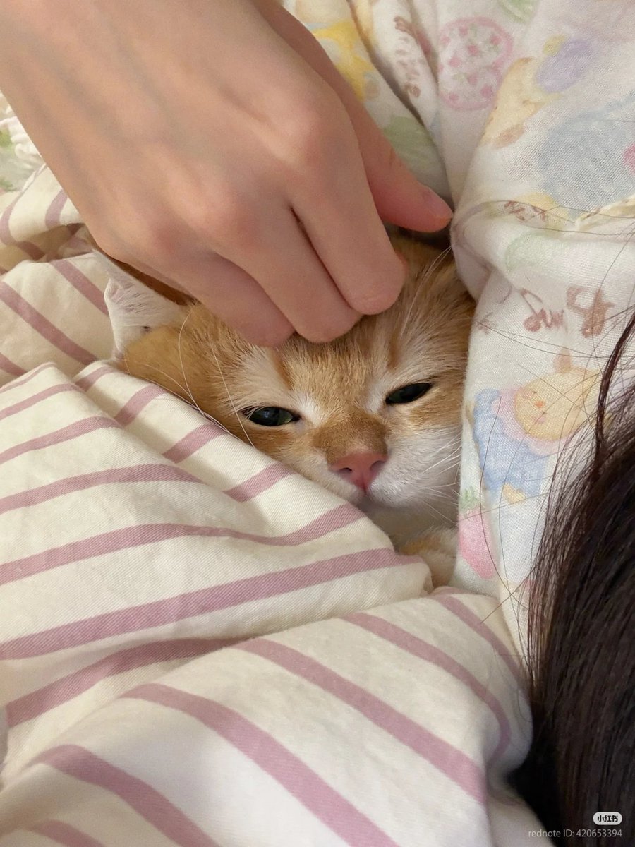 No Context Cats tweet media