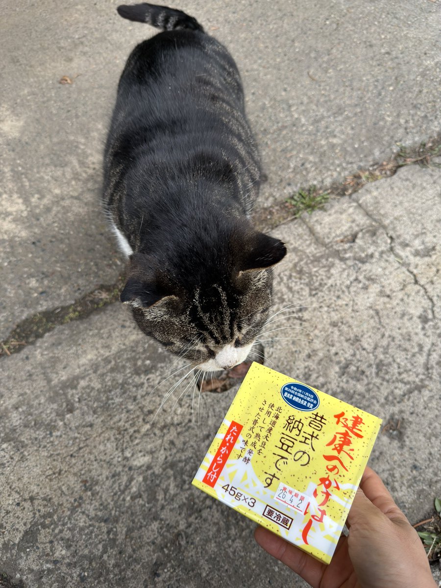 真人＠階段巡りツイッター tweet media