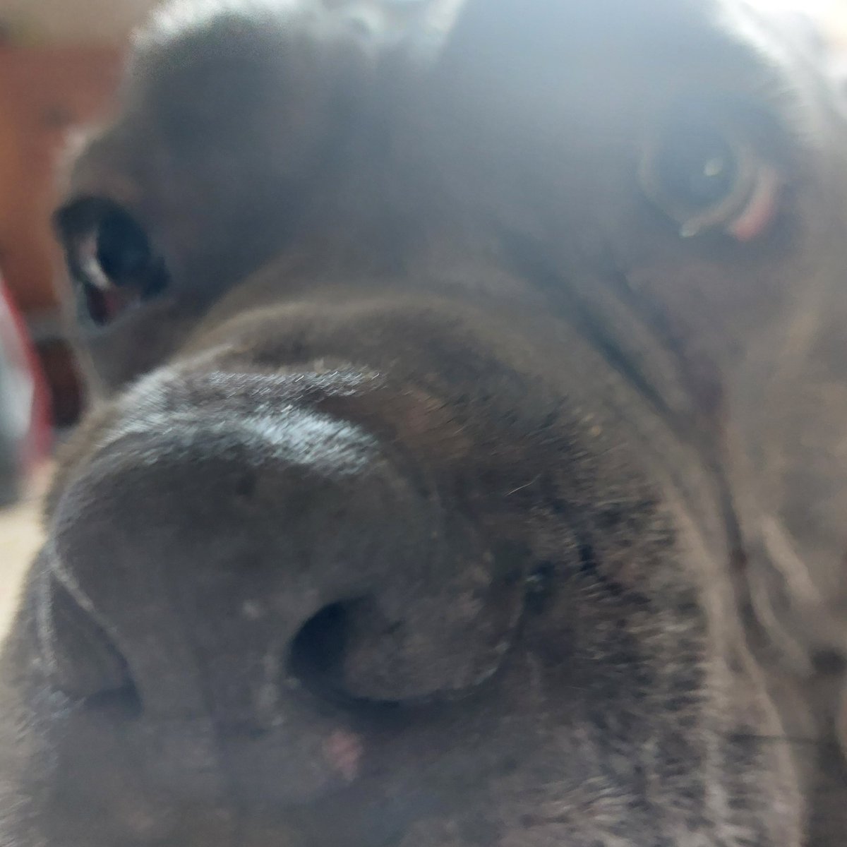 Aerlya Graphics 🌿🎨 tweet media