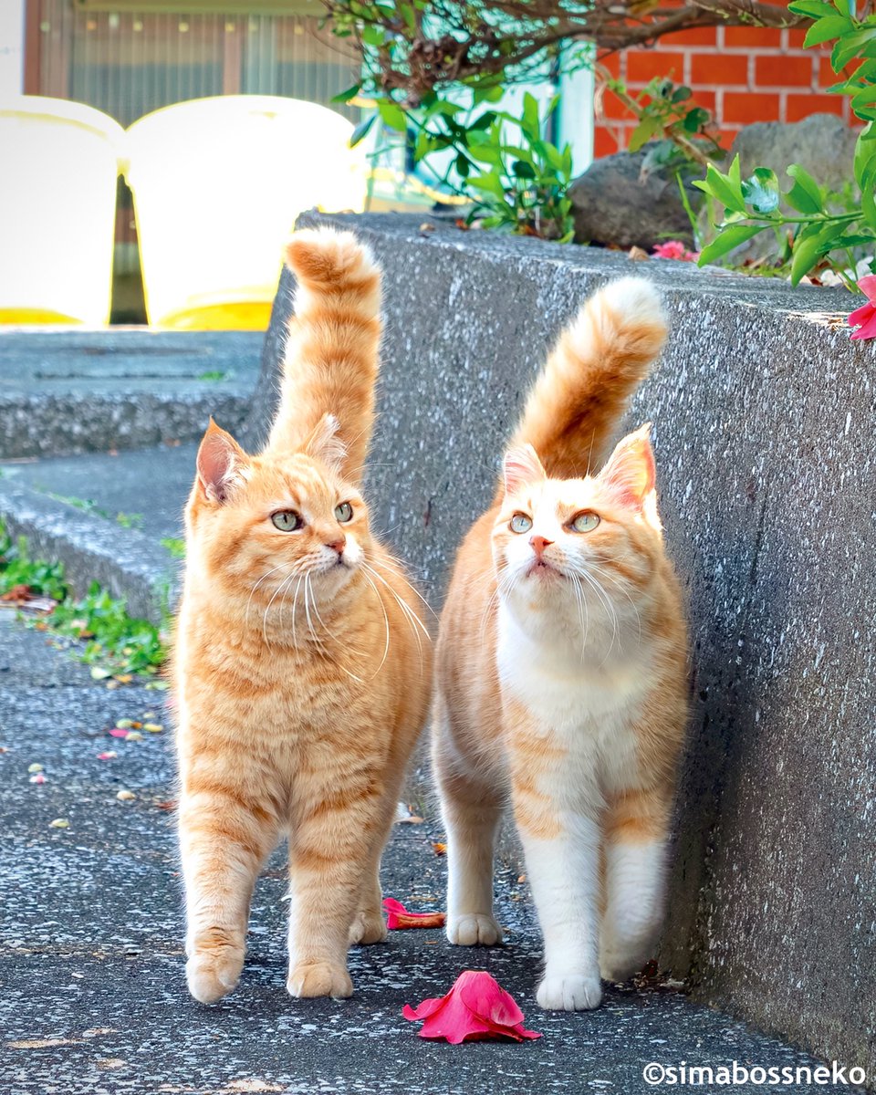 simabossneko 写真集「島にゃんこ」発売中 tweet media