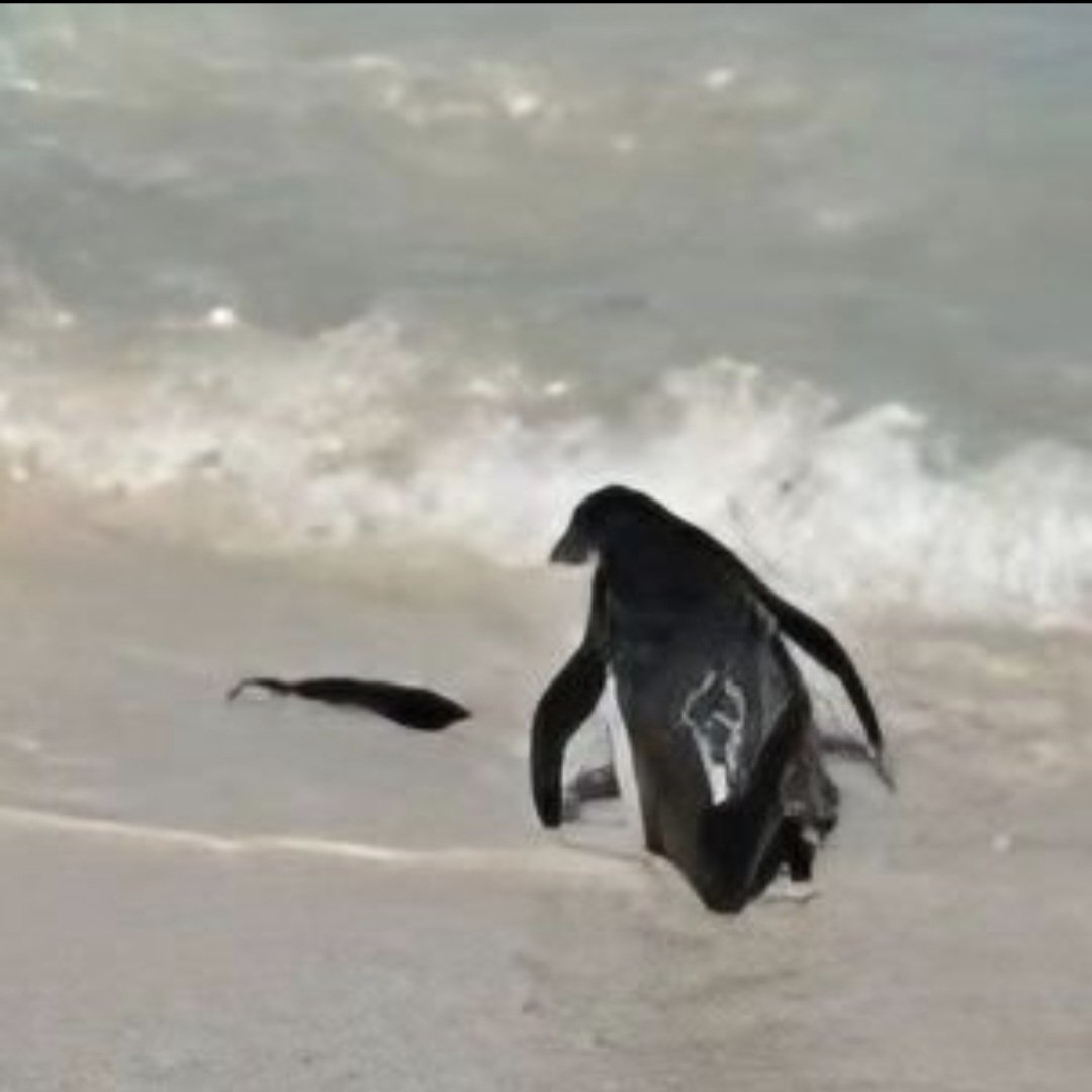 #アイコン晒したらみんながRTしてくれてブァァァってフォロワーが増えるらしい