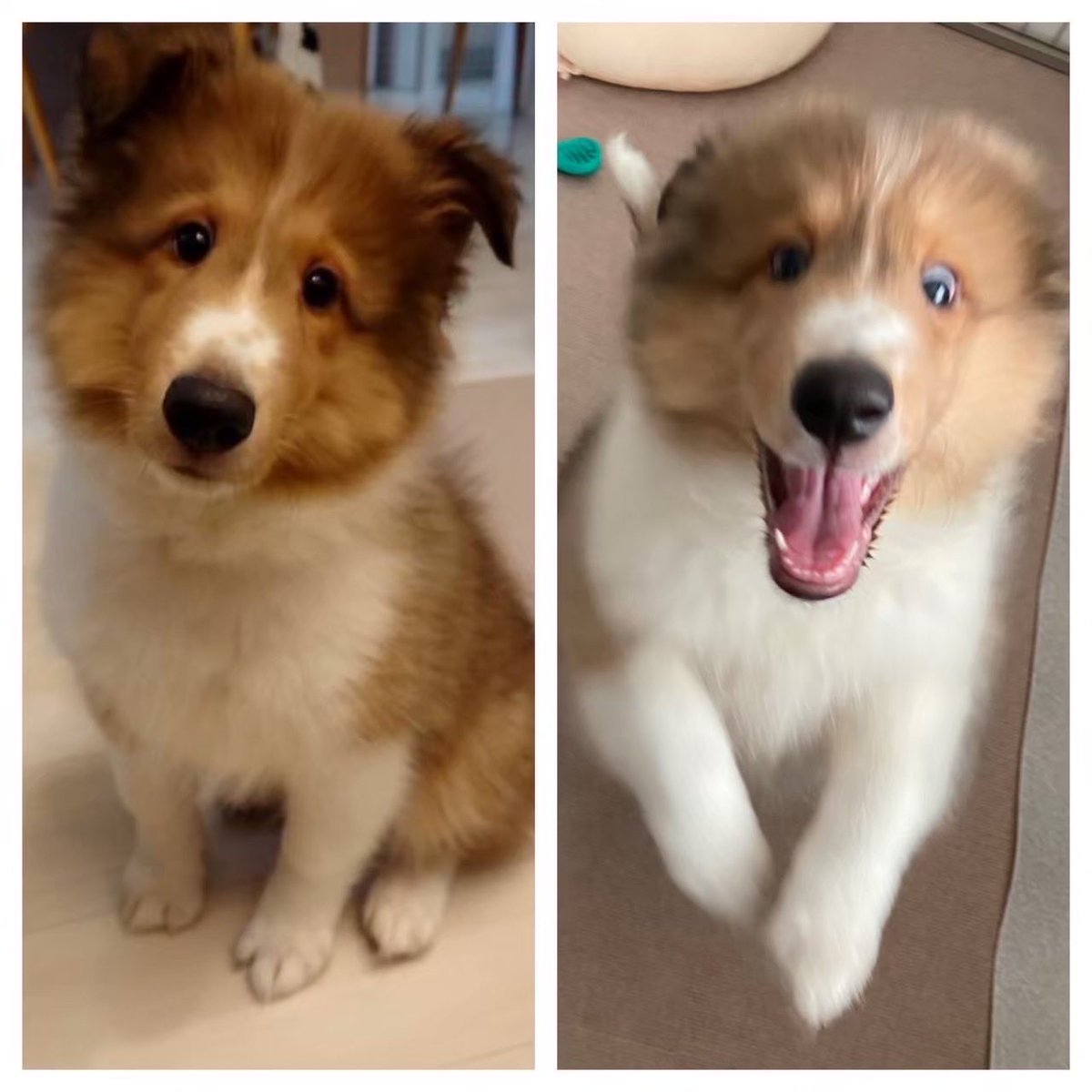 ジト目のベルっち🐶シェルティ♂ tweet media