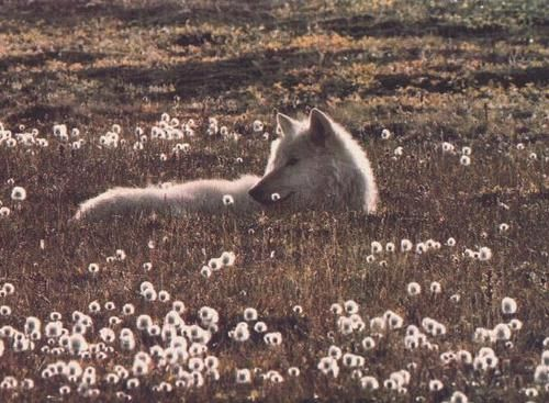 Frogmouth tweet media