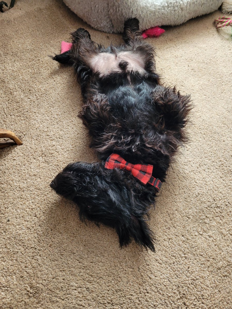 SonsieTheScotty tweet media