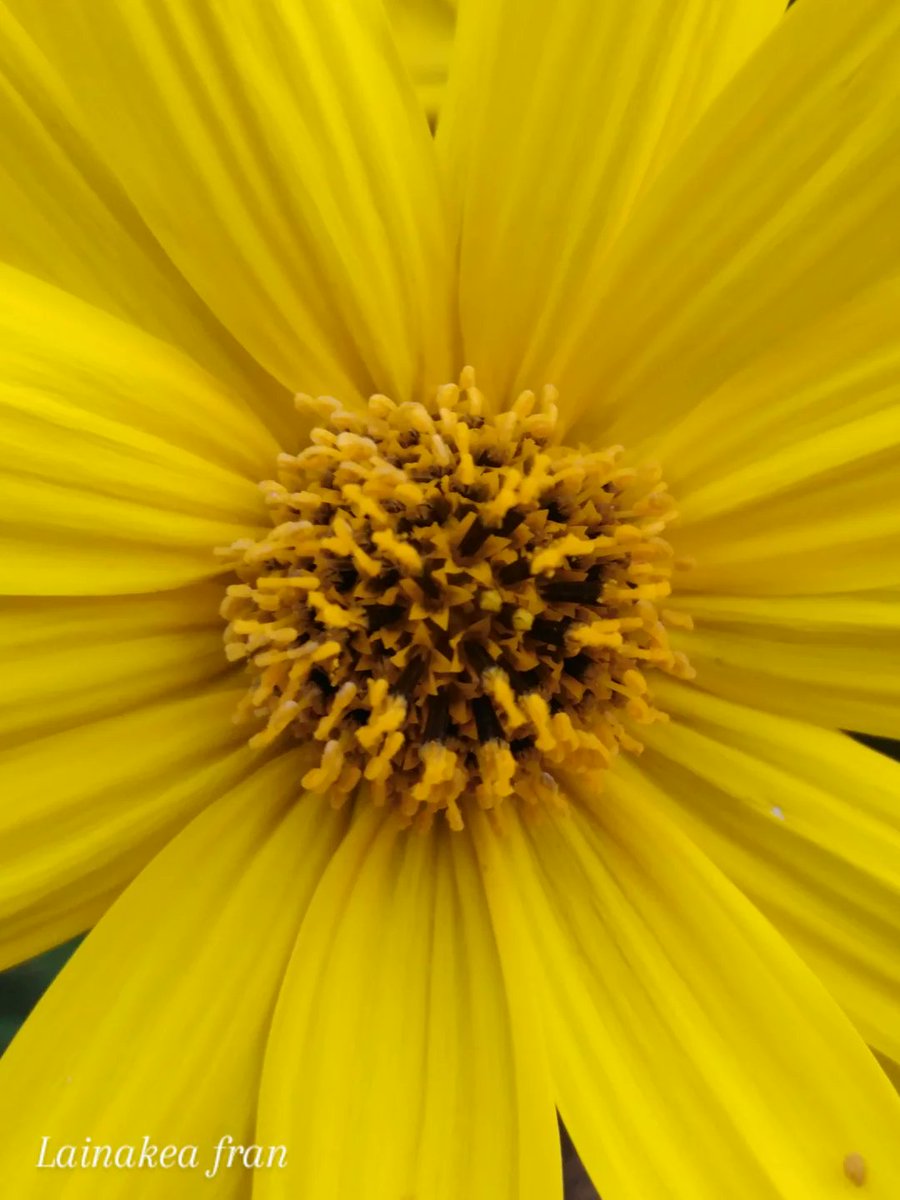 franlainakea's tweet photo. Buen lunes. Buena semana con energías renovadas y ánimo para seguir adelante. ✨ 🌼 💛 #goodweek https://t.co/7UWFvlLN25