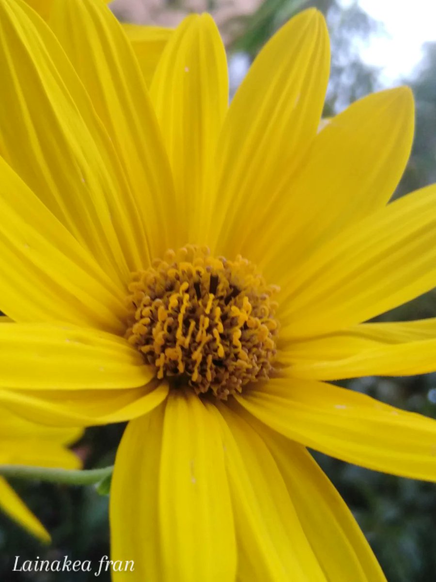 franlainakea's tweet photo. Buen lunes. Buena semana con energías renovadas y ánimo para seguir adelante. ✨ 🌼 💛 #goodweek https://t.co/7UWFvlLN25