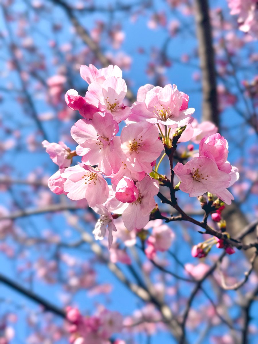 ずんだ餅@🐶🥟🦊 tweet media