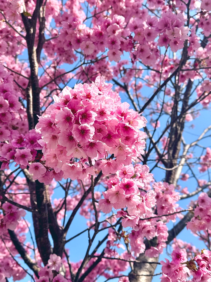 ずんだ餅@🐶🥟🦊 tweet media