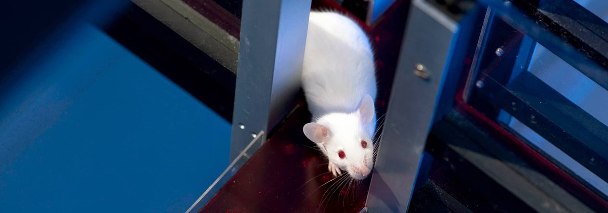 GIS IBiSA tweet media