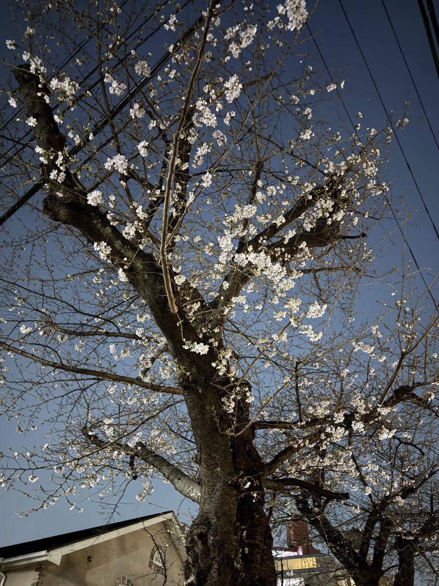 ビッグウェーブさん(本物) tweet media