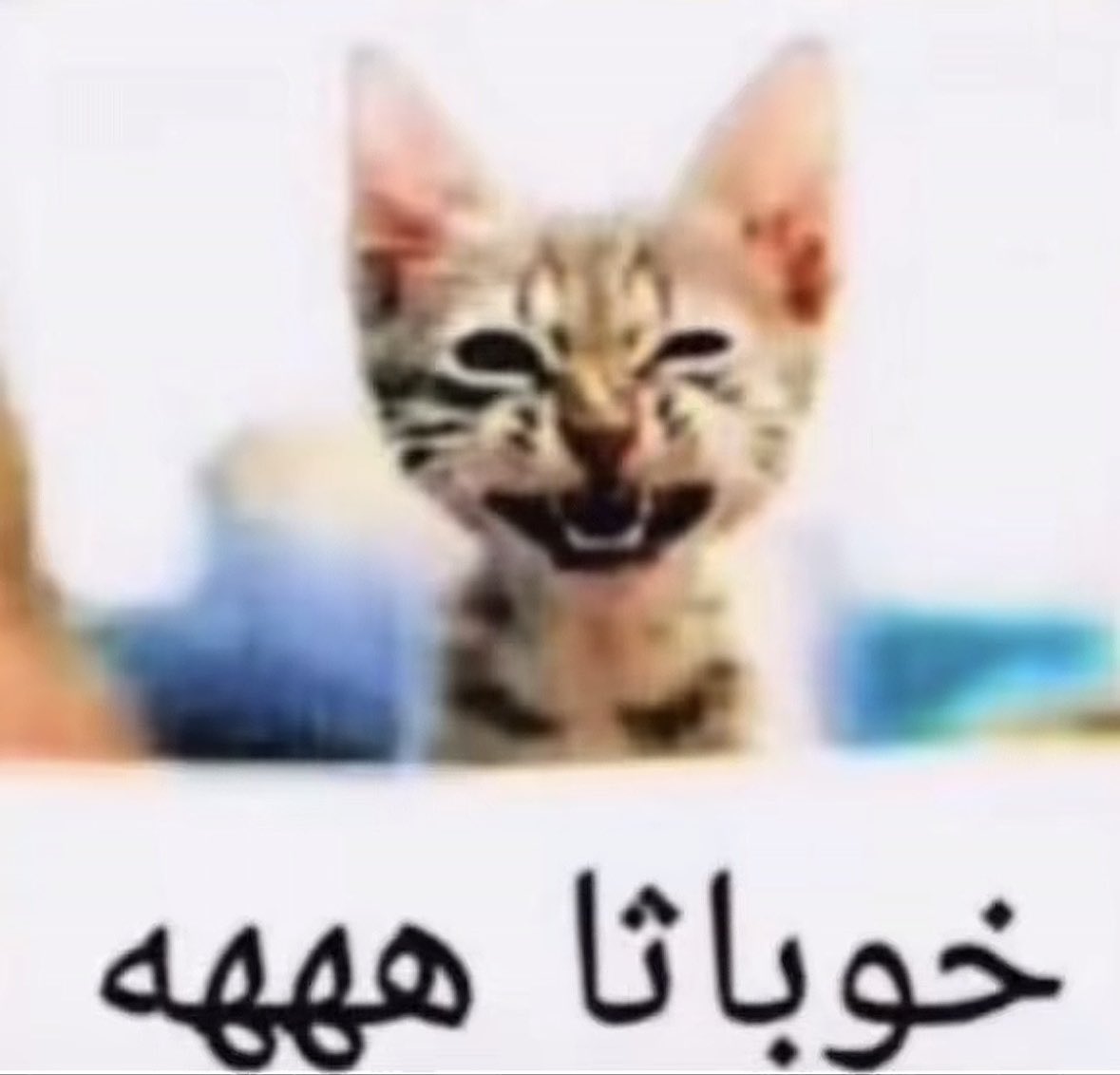 manar👸🏼 tweet media