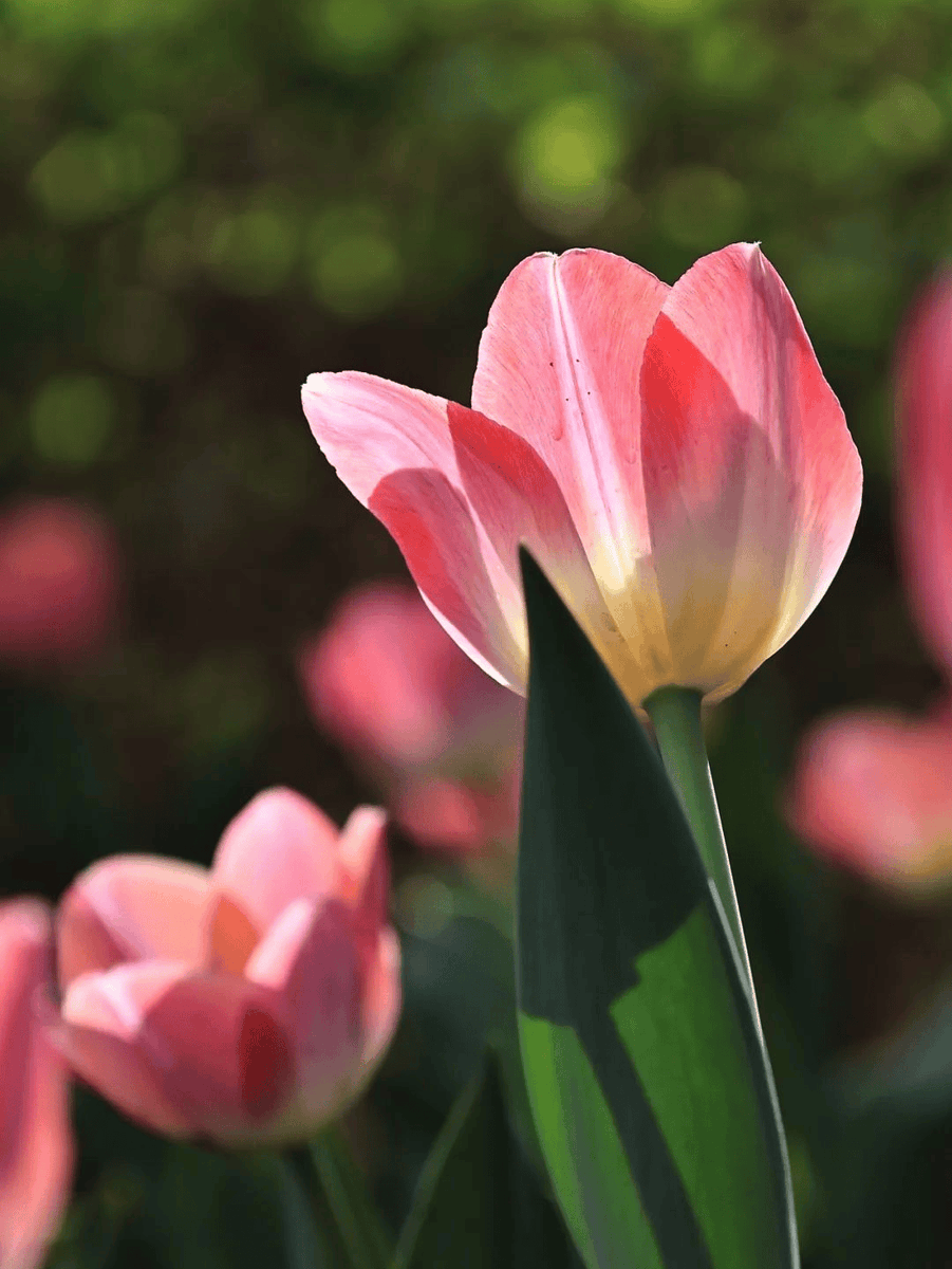 monkeymize tweet media