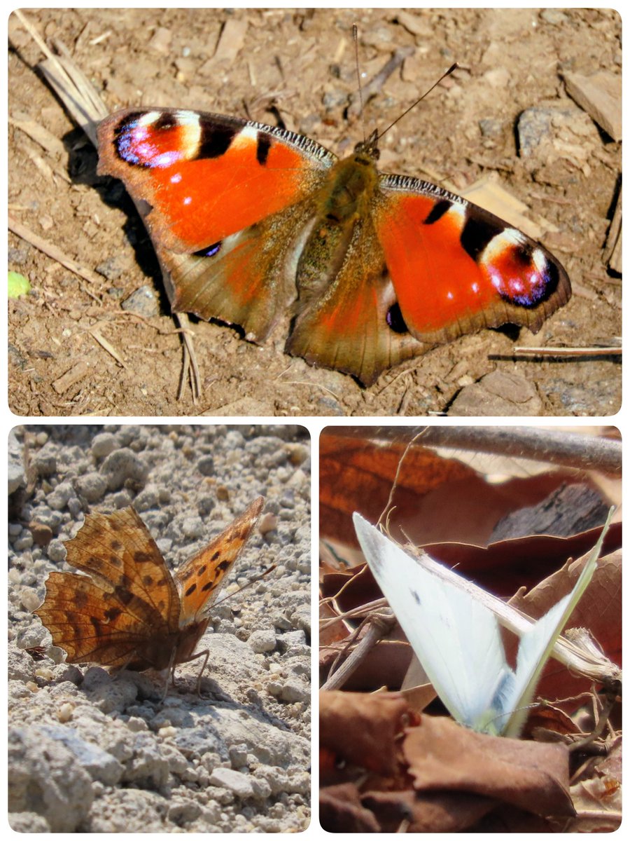 白ふくろう tweet media