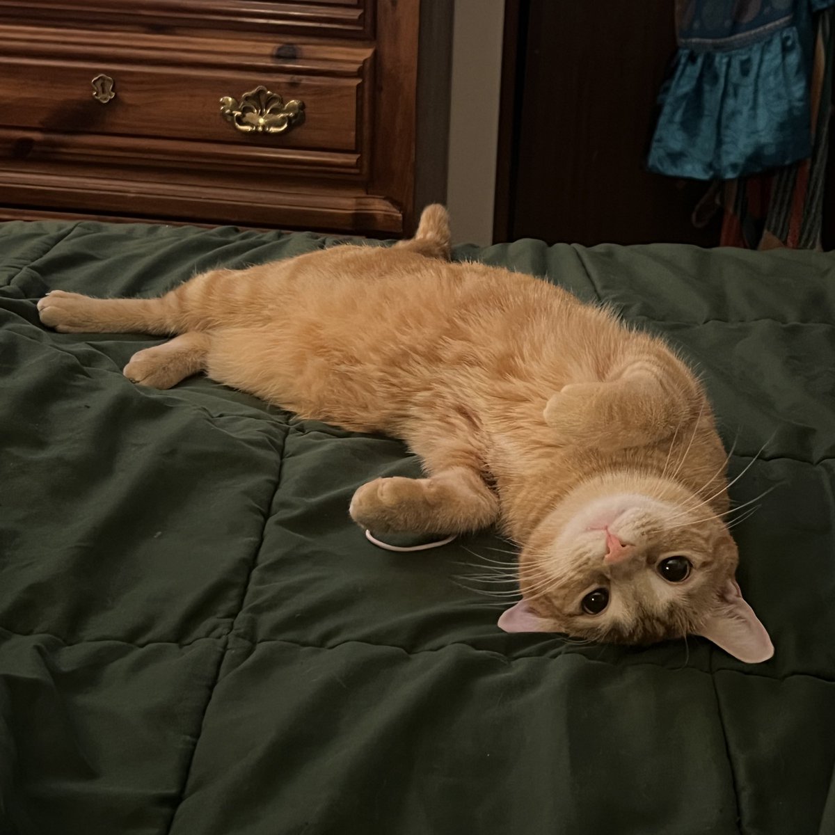 🌈🍀walkup kitties tweet media