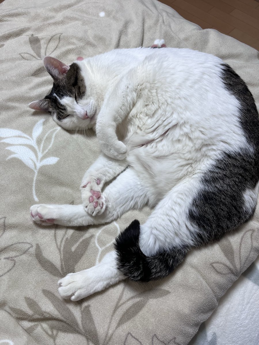 guide elephant (がいどぞう) tweet media