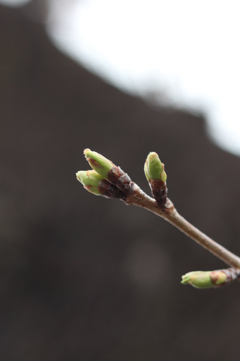 イノウエ タイジ tweet media