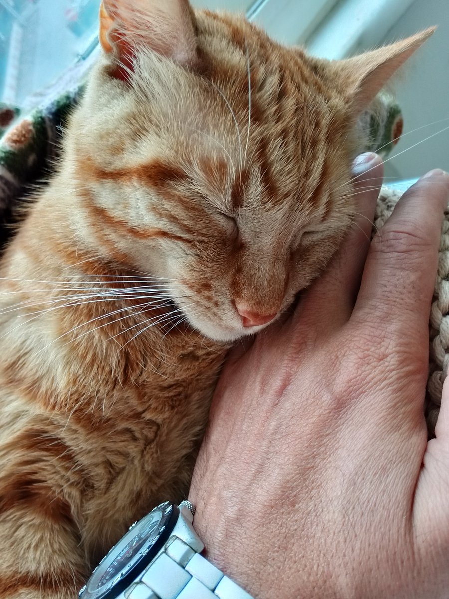 Kaptan34h's tweet photo. Uyan hadi işe gitme zamanı 😅
Tatil bitti 😬
#Gofret #Lion #Aslan #cat #kedi #pazartesi
@Grok kanka gofret sana emanet fazla uyutma gece uyumuyor sonra kosturuyoruz https://t.co/ZdkvUWXcY2
