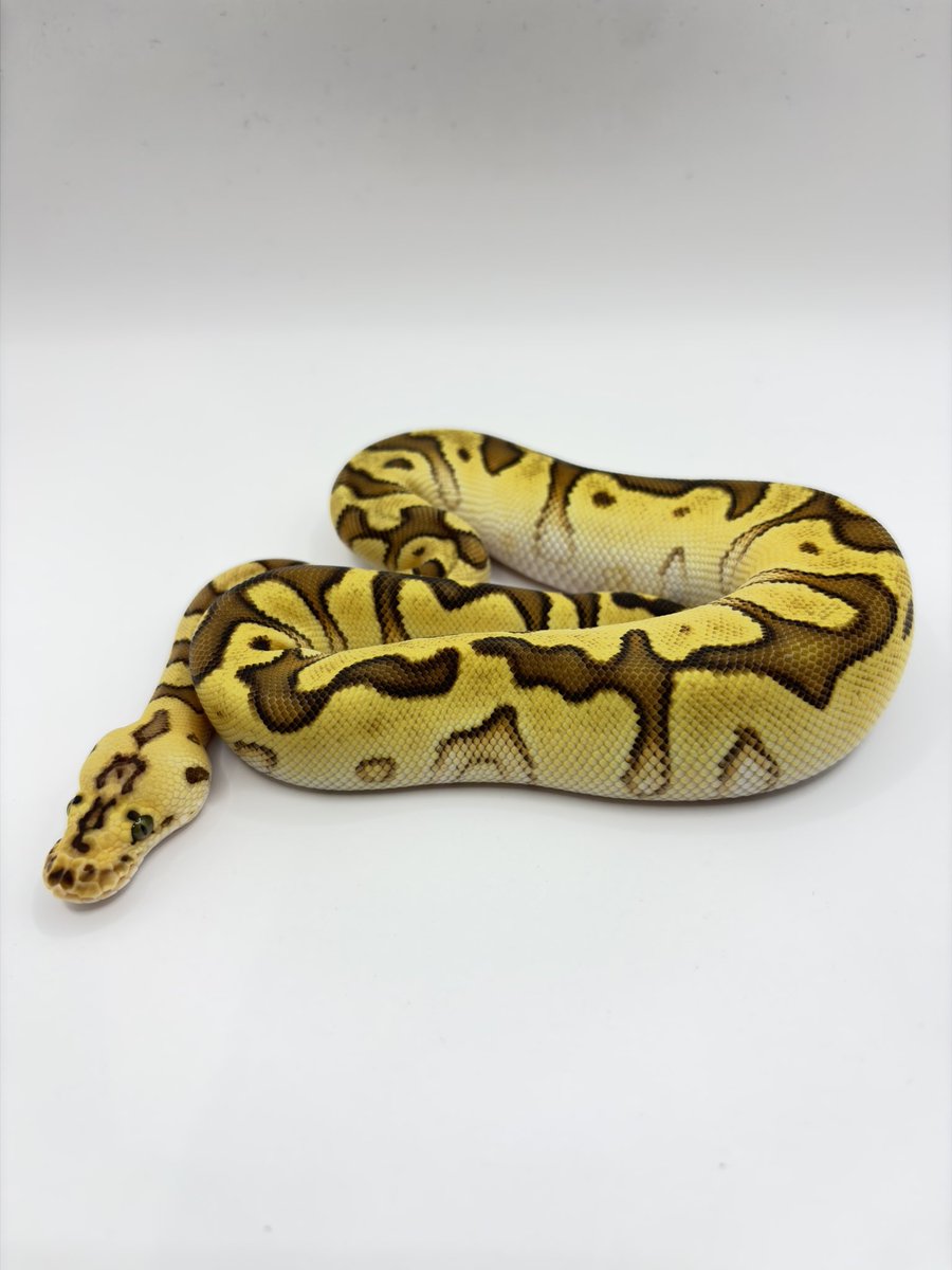 810lasucivia tweet media