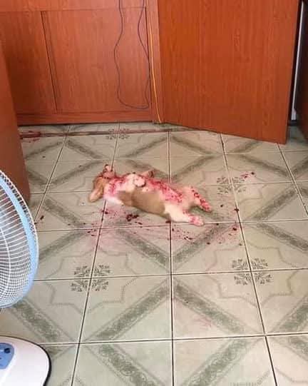 Supreme☺ tweet media