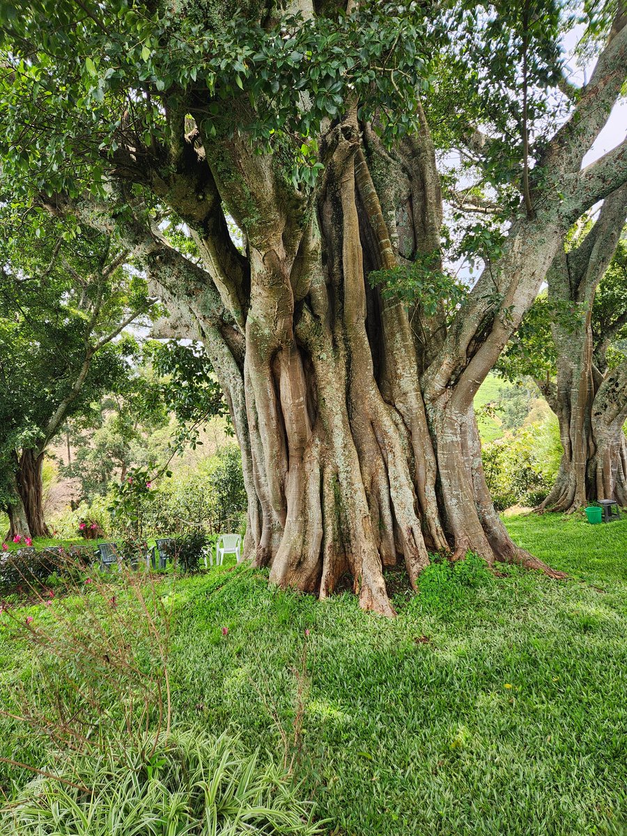 Afrobaby tweet media