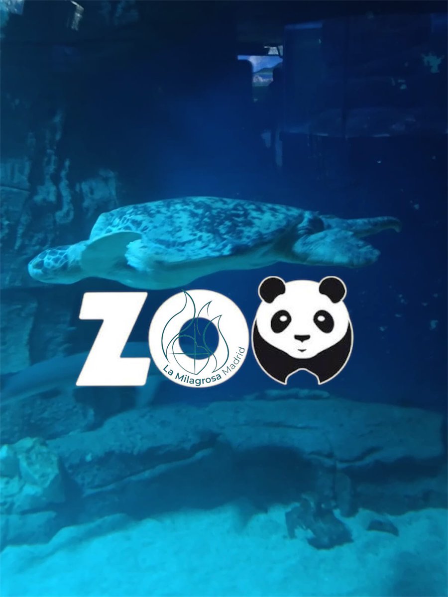 milagrosamadrid's tweet image. Cambiamos pupitres por huellas 🐾. De mirar libros… a mirar a los ojos a los diferentes animales. Dando Vida al Aprendizaje.#colegioshhcc #escuelavicenciana #zoomadrid