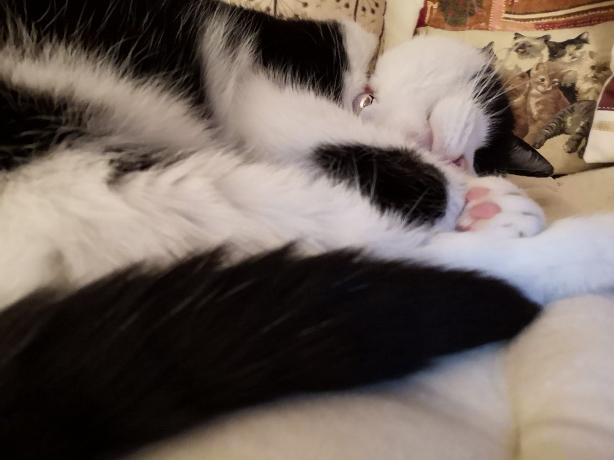 #AngelDannyBoy #AngelSamiCat tweet media