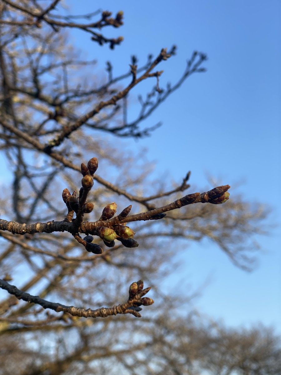 Nyark_0613's tweet photo. 鏡野公園の桜並木はまだまだ https://t.co/PxnckxHkdC