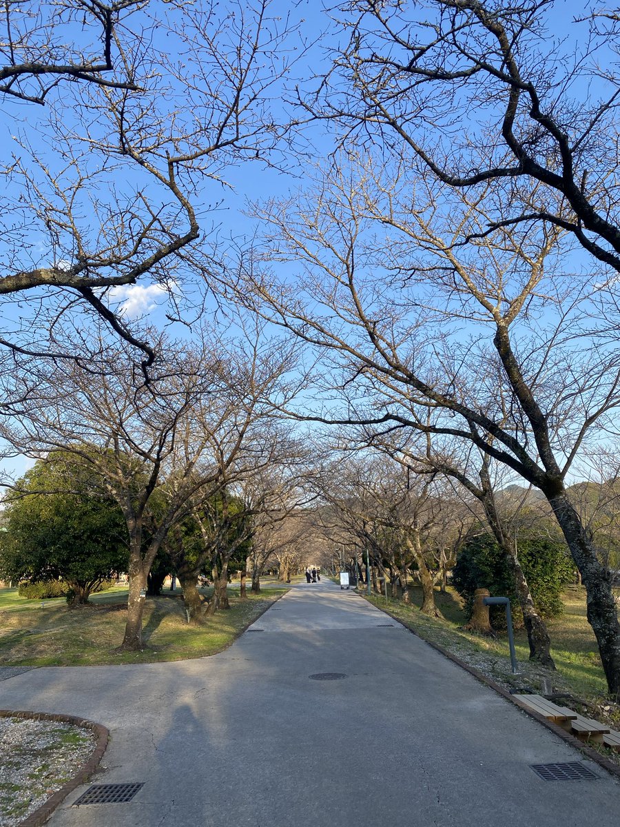 Nyark_0613's tweet photo. 鏡野公園の桜並木はまだまだ https://t.co/PxnckxHkdC