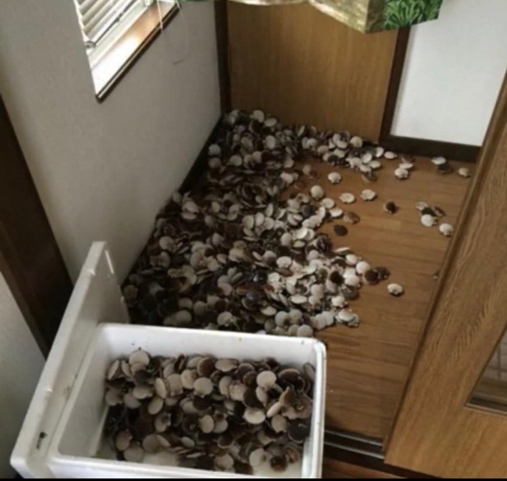 ワイルド嫁はん（どさんこ） tweet media