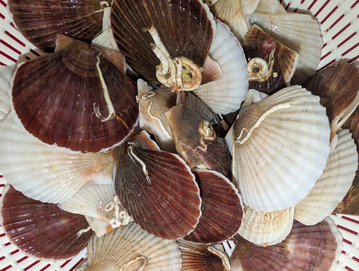 ワイルド嫁はん（どさんこ） tweet media