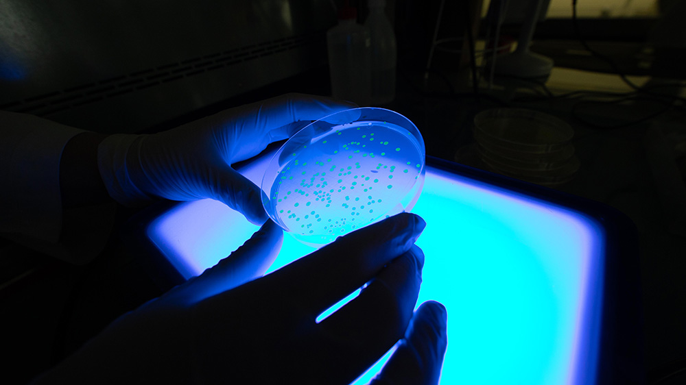 BRAINbiotech's tweet photo. @BRAINbiotech has been granted a key patent for its CRISPR BMC #genomeediting technology. This #patent opens significant potential for the further commercial application of the patented nucleases.
Press release: https://t.co/DaqDhx4CEZ https://t.co/bDHoUFYTrp