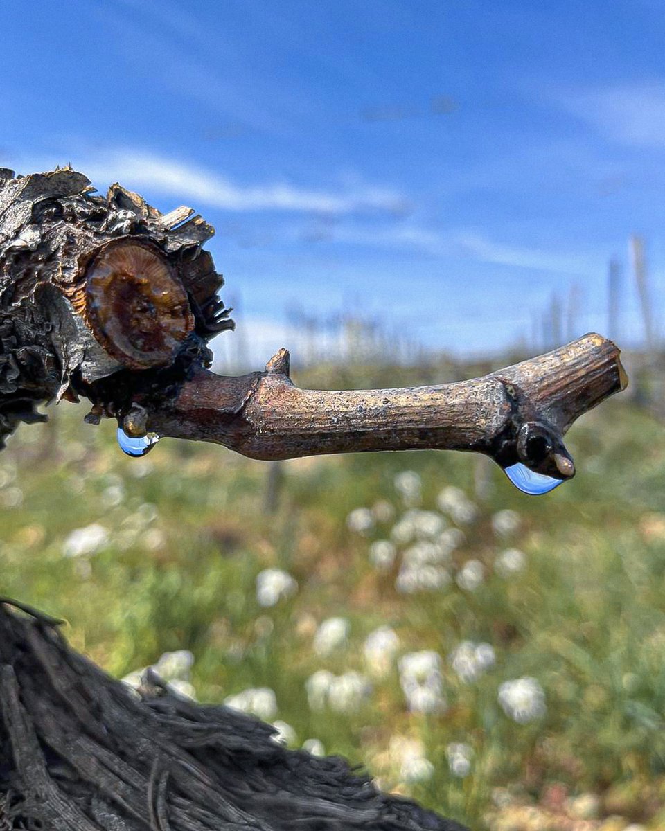 FrescobaldiVini's tweet photo. Drops of renewal: the vine bleeding in our vineyards announces Spring’s arrival.

#Frescobaldi #MarchesiFrescobaldi #ToscanaDiversity https://t.co/dkvIcBjRNR
