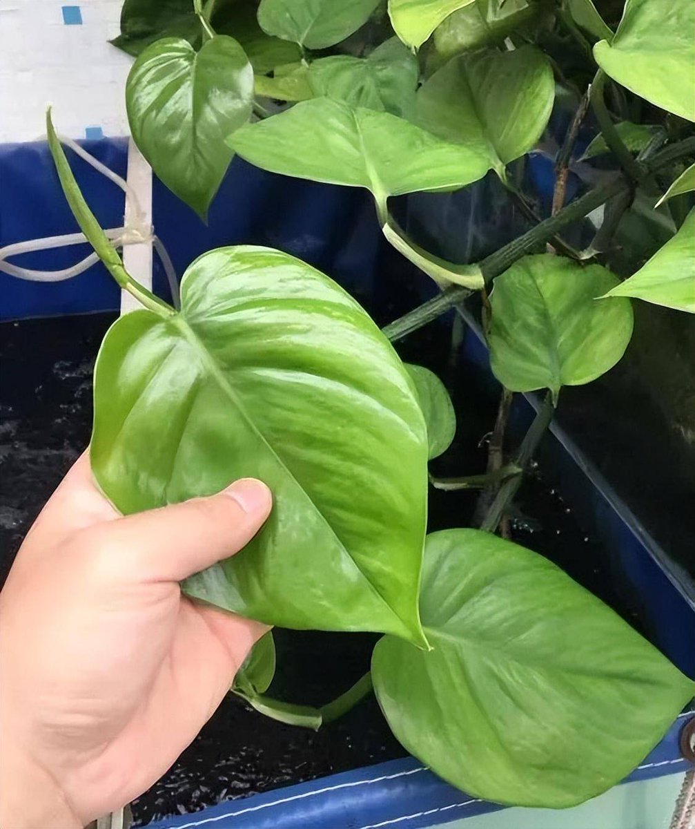 yvan leonard tweet media