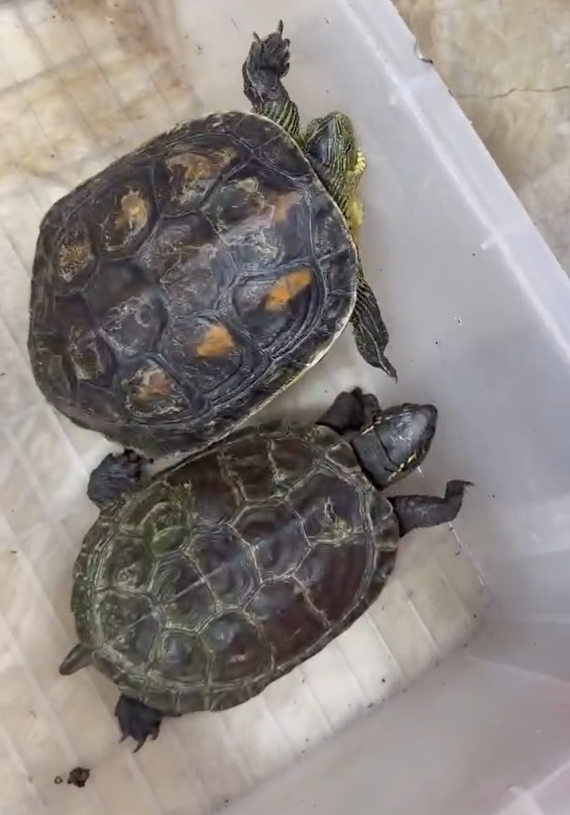 Mar 7, 2026: With ENV's support, a foreign teacher in Hanoi voluntarily transferred 5 turtles after calling the ENV Wildlife Crime Hotline.
The turtles had reportedly been given to him by his students, and included a black pond turtle (CITES Appendix I) along with other species.