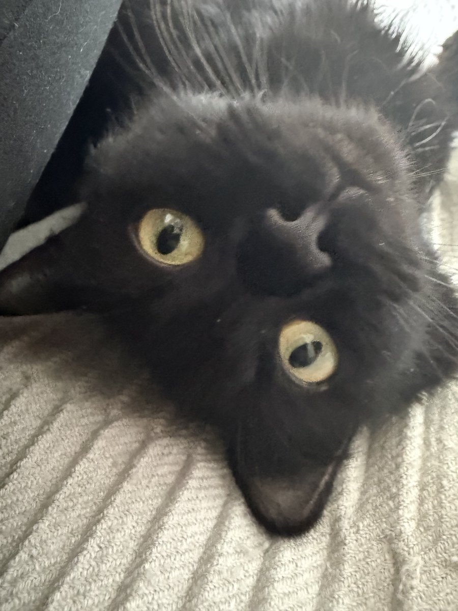 Fairy Cat Mother tweet media