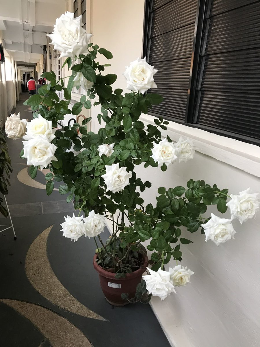 𓆸 figürsel tweet media