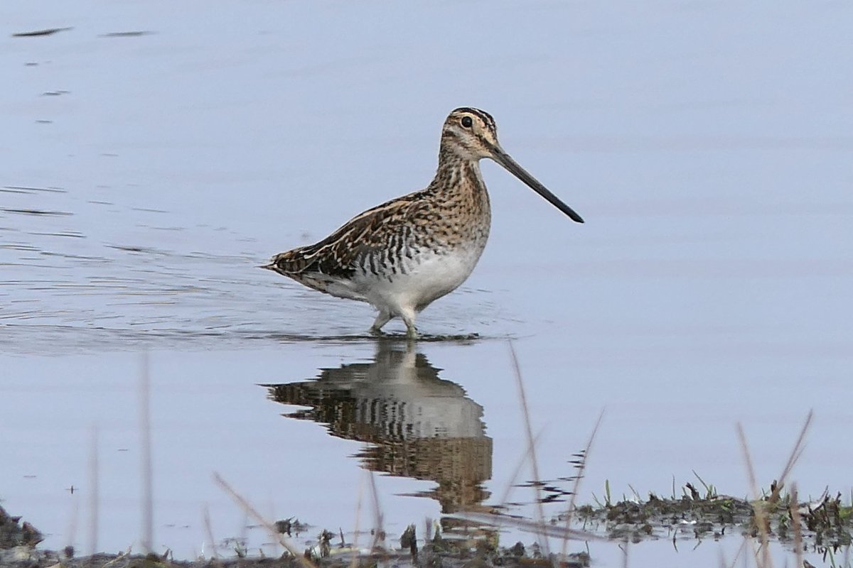 𝓡𝓮𝓿𝓭 𝓓𝓪𝓿𝓲𝓭 𝓐𝓽𝓴𝓲𝓷𝓼𝓸𝓷 tweet media