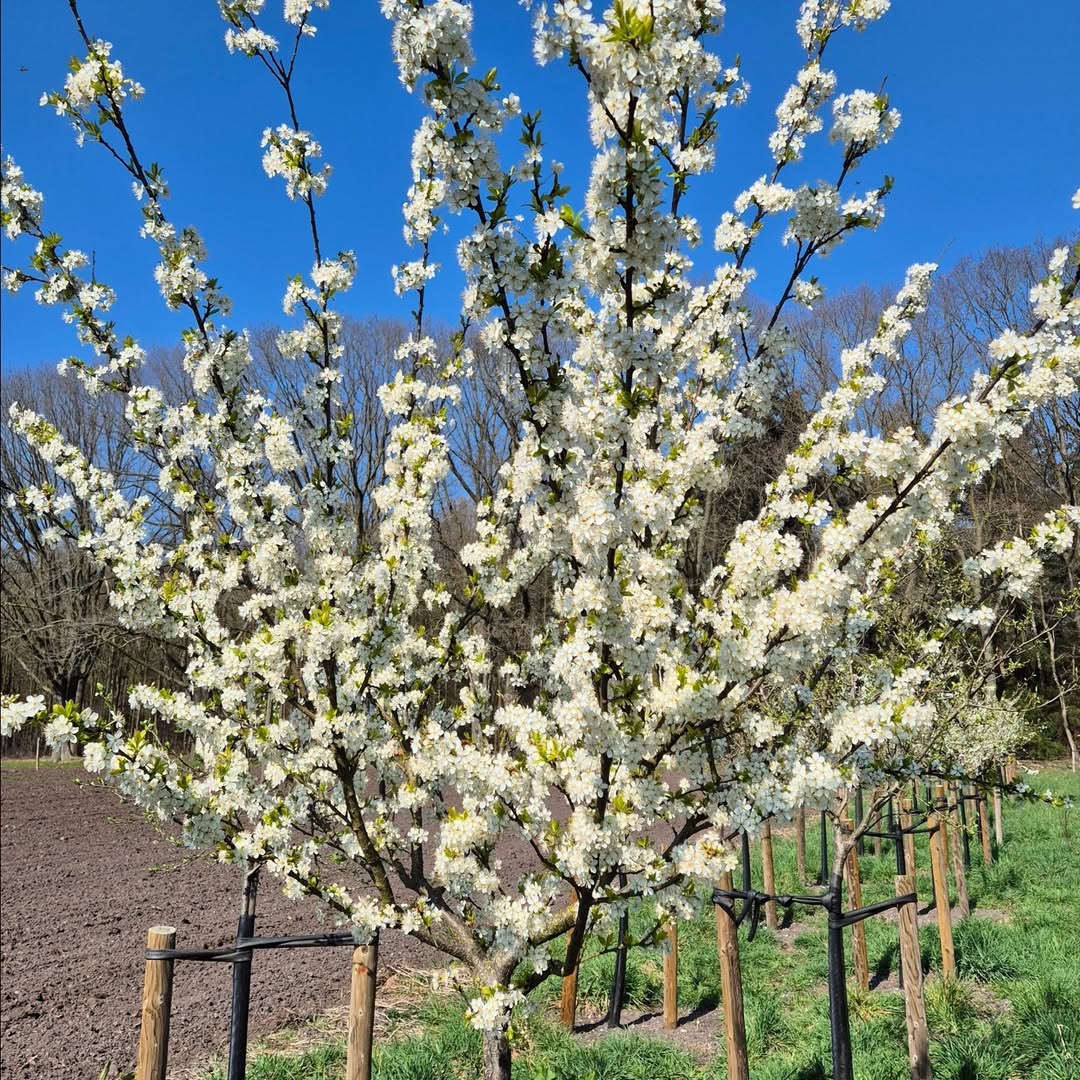 RobVrolijk's tweet photo. Een dag op het land bij #HerenboerenLandmeerseLoop #duurzaam #onbespoten #lokaalvoedsel #gezondeten #duurzamelandbouw #natuur #biodiversiteit #groentepakket #herenboeren #groente #fruit #Maashorst #Handel #Landhorst #Gemert #Meijerij #Landvancuijck #Boekel #sintanthonis #Bakel https://t.co/Pxa7CUMnDn