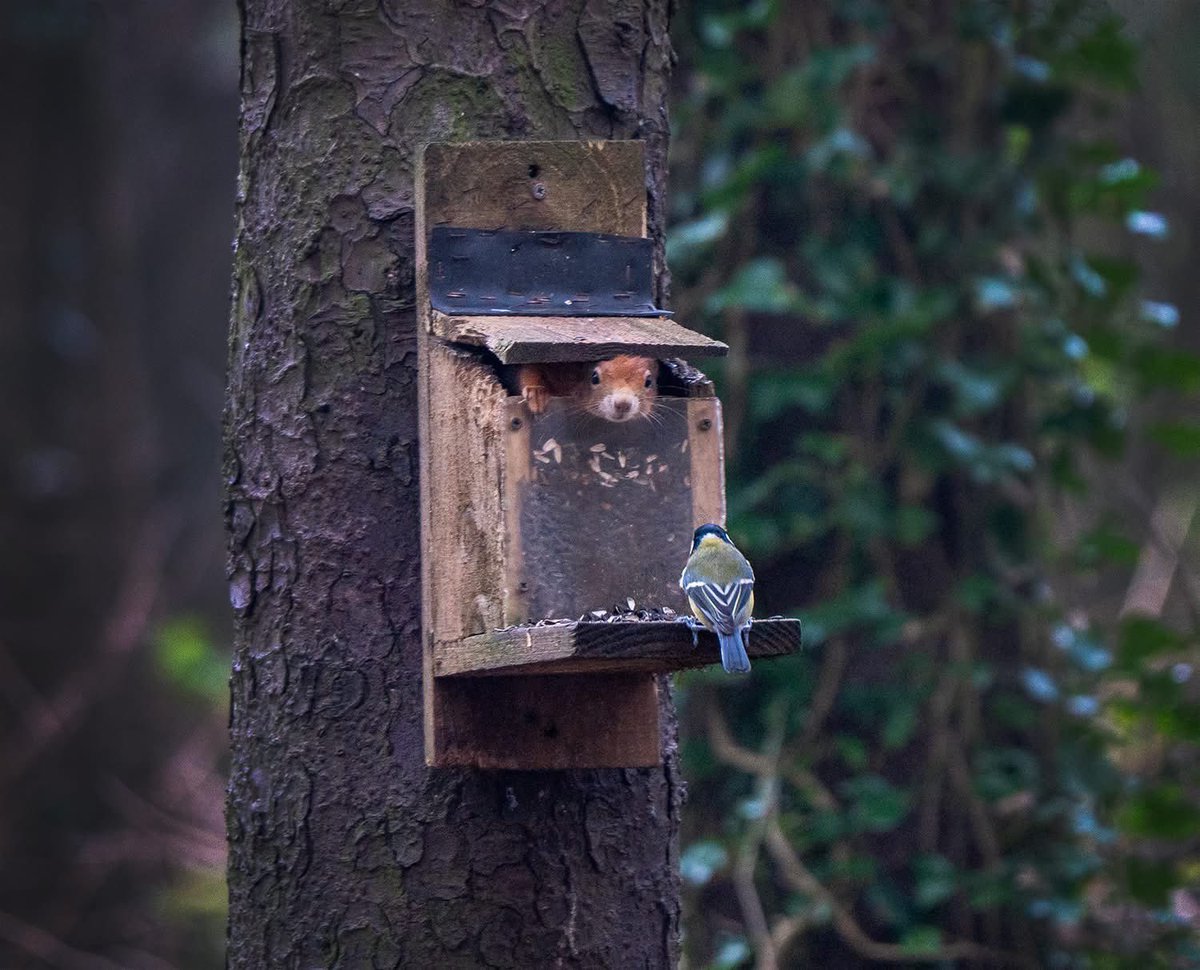 ACHUB PENRHOS / SAVE PENRHOS NATURE RESERVE 🍃💚🍃 tweet media