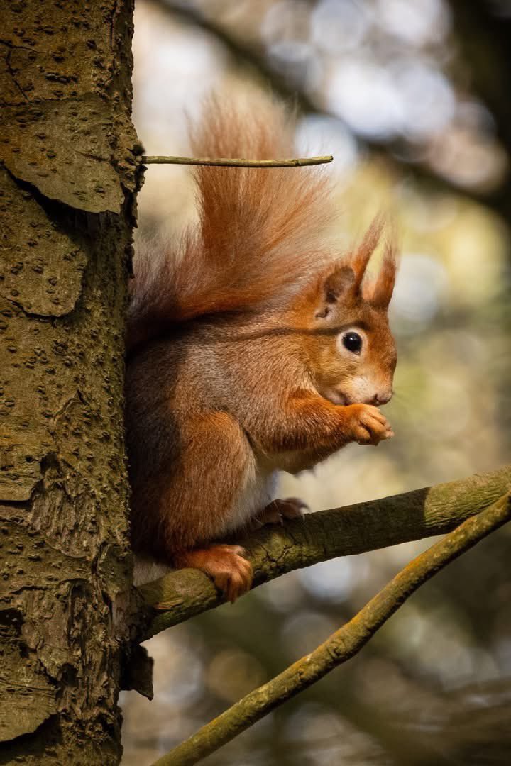 ACHUB PENRHOS / SAVE PENRHOS NATURE RESERVE 🍃💚🍃 tweet media