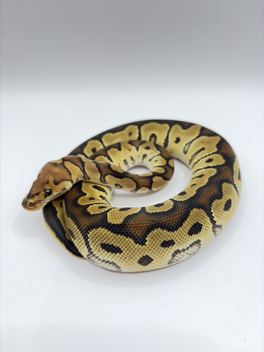 810lasucivia tweet media