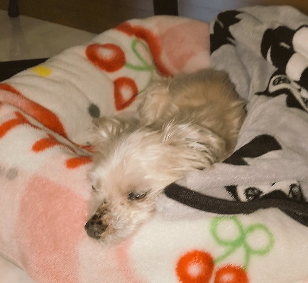 今日は珍しくたくさん食べてくれて、満足して眠ってます🥹かわい
#老犬